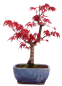 Preview: Bonsai - Acer palmatum Deshojo, roter Fächerahorn aus Japan 226/06