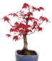 Preview: Bonsai - Acer palmatum Deshojo, roter Fächerahorn aus Japan 226/06