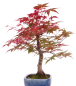 Preview: Bonsai - Acer palmatum Deshojo, roter Fächerahorn aus Japan 226/07