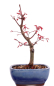 Preview: Bonsai - Acer palmatum Deshojo, roter Fächerahorn aus Japan 226/07