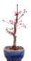Preview: Bonsai - Acer palmatum Deshojo, roter Fächerahorn aus Japan 226/07