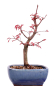 Preview: Bonsai - Acer palmatum Deshojo, roter Fächerahorn aus Japan 226/07