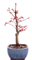 Preview: Bonsai - Acer palmatum Deshojo, roter Fächerahorn aus Japan 226/07