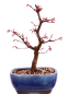Preview: Bonsai - Acer palmatum Deshojo, roter Fächerahorn aus Japan 226/08