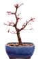 Preview: Bonsai - Acer palmatum Deshojo, roter Fächerahorn aus Japan 226/08