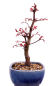 Preview: Bonsai - Acer palmatum Deshojo, roter Fächerahorn aus Japan 226/08