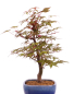 Preview: Bonsai - Acer palmatum Deshojo, roter Fächerahorn aus Japan 226/08
