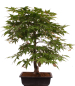 Preview: Bonsai - Acer palmatum 'Osakazuki', Japanischer Fächerahorn aus Japan 226/14