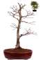Preview: Bonsai - Acer palmatum 'Osakazuki', Japanischer Fächerahorn aus Japan 226/14