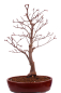 Preview: Bonsai - Acer palmatum 'Shojo-Nomura', Roter Fächerahorn aus Japan 226/15