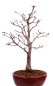 Preview: Bonsai - Acer palmatum 'Shojo-Nomura', Roter Fächerahorn aus Japan 226/15