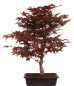 Preview: Bonsai - Acer palmatum 'Shojo-Nomura', Roter Fächerahorn aus Japan 226/16