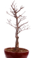 Preview: Bonsai - Acer palmatum 'Shojo-Nomura', Roter Fächerahorn aus Japan 226/16