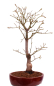 Preview: Bonsai - Acer palmatum 'Yugure', Roter Fächerahorn aus Japan 226/17