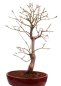 Preview: Bonsai - Acer palmatum 'Yugure', Roter Fächerahorn aus Japan 226/17