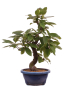 Preview: Bonsai - Pseudocydonia sinensis, Holzquitte   226/29