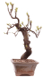 Preview: Bonsai - Pseudocydonia sinensis, Holzquitte 226/29