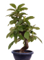 Preview: Bonsai - Pseudocydonia sinensis, Holzquitte   226/30