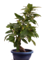 Preview: Bonsai - Pseudocydonia sinensis, Holzquitte   226/30