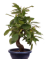 Preview: Bonsai - Pseudocydonia sinensis, Holzquitte   226/30