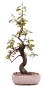Preview: Bonsai - Pseudocydonia sinensis, Holzquitte 226/30