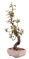 Preview: Bonsai - Pseudocydonia sinensis, Holzquitte 226/30