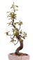 Preview: Bonsai - Pseudocydonia sinensis, Holzquitte 226/30