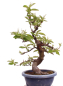 Preview: Bonsai - Pseudocydonia sinensis, Holzquitte   226/31