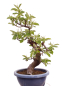 Preview: Bonsai - Pseudocydonia sinensis, Holzquitte   226/31