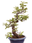 Preview: Bonsai - Pseudocydonia sinensis, Holzquitte   226/31