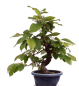 Preview: Bonsai - Pseudocydonia sinensis, Holzquitte   226/31