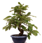 Preview: Bonsai - Pseudocydonia sinensis, Holzquitte   226/31