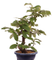Preview: Bonsai - Pseudocydonia sinensis, Holzquitte   226/32