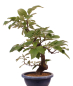 Preview: Bonsai - Pseudocydonia sinensis, Holzquitte   226/32
