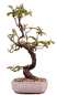 Preview: Bonsai - Pseudocydonia sinensis, Holzquitte 226/32