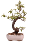 Preview: Bonsai - Pseudocydonia sinensis, Holzquitte 226/32