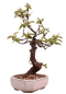 Preview: Bonsai - Pseudocydonia sinensis, Holzquitte 226/32