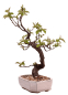 Preview: Bonsai - Pseudocydonia sinensis, Holzquitte 226/32