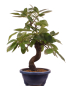 Preview: Bonsai - Pseudocydonia sinensis, Holzquitte   226/33