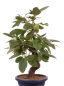 Preview: Bonsai - Pseudocydonia sinensis, Holzquitte   226/33