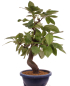 Preview: Bonsai - Pseudocydonia sinensis, Holzquitte   226/33