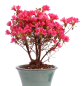 Preview: Bonsai - Japanische Satsuki Azalee - Rhododendron indicum 226/35