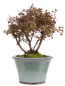 Preview: Bonsai - Japanische Satsuki Azalee - Rhododendron indicum 226/35
