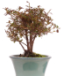 Preview: Bonsai - Japanische Satsuki Azalee - Rhododendron indicum 226/35