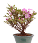 Preview: Bonsai - Jap. Satsuki Azalee , Rhododendron indicum 226/40
