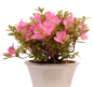 Preview: Bonsai - Jap. Satsuki Azalee , Rhododendron indicum 226/41
