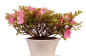 Preview: Bonsai - Jap. Satsuki Azalee , Rhododendron indicum 226/41