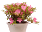 Preview: Bonsai - Jap. Satsuki Azalee , Rhododendron indicum 226/41