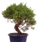 Preview: Bonsai - Juniperus chinensis 'Shimpaku' Chinesischer Wacholder aus Japan 226/46