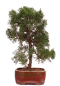 Preview: Bonsai - Juniperus chinensis 'Kishu' Chinesischer Wacholder aus Japan 226/49